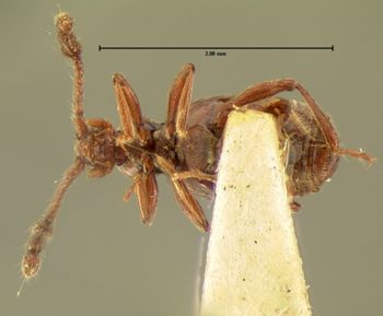 Media type: image;   Entomology 6136 Aspect: habitus ventral view 3